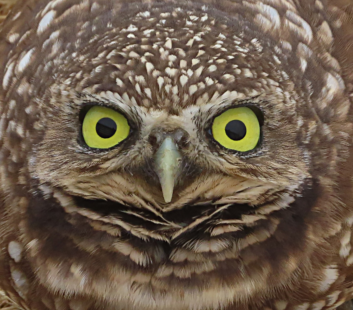 Look, what do you see?